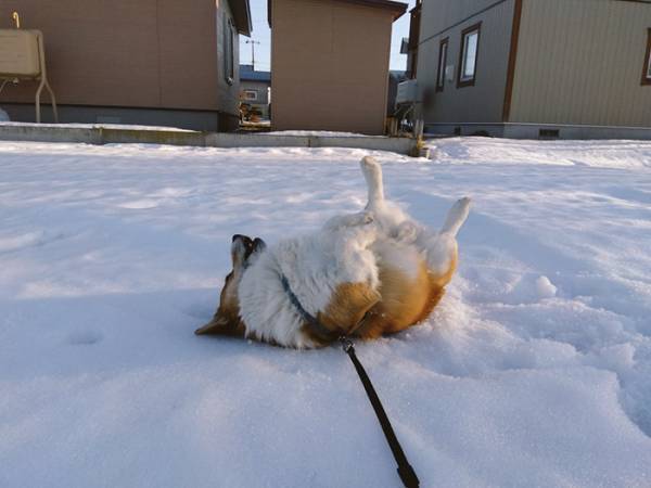 雪が好きすぎるコーギー　見せた姿に「完全に一致」「表情に吹いた」