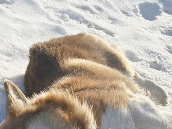 雪が好きすぎるコーギー　見せた姿に「完全に一致」「表情に吹いた」