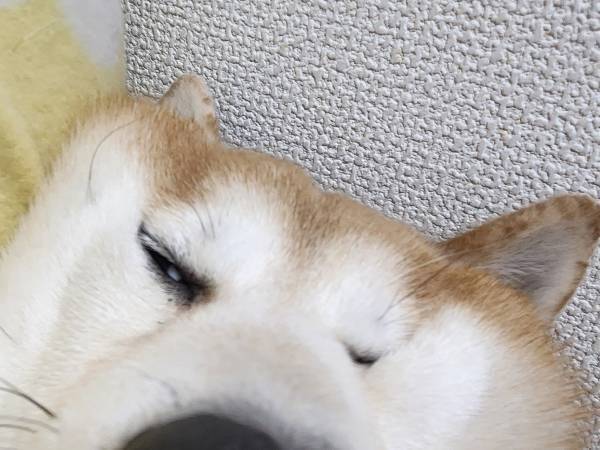 「吹いた」「電車で笑いが止まらない」　飼い主がとらえた柴犬の寝顔に爆笑