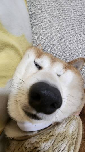「吹いた」「電車で笑いが止まらない」　飼い主がとらえた柴犬の寝顔に爆笑