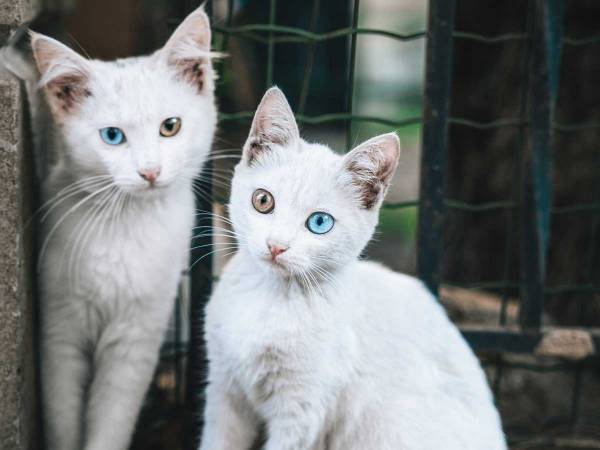 スーパーの帰り道に「初めて見た！」　１９万人がいいねした写真がこちら！