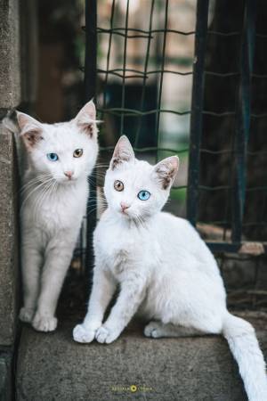 スーパーの帰り道に「初めて見た！」　１９万人がいいねした写真がこちら！