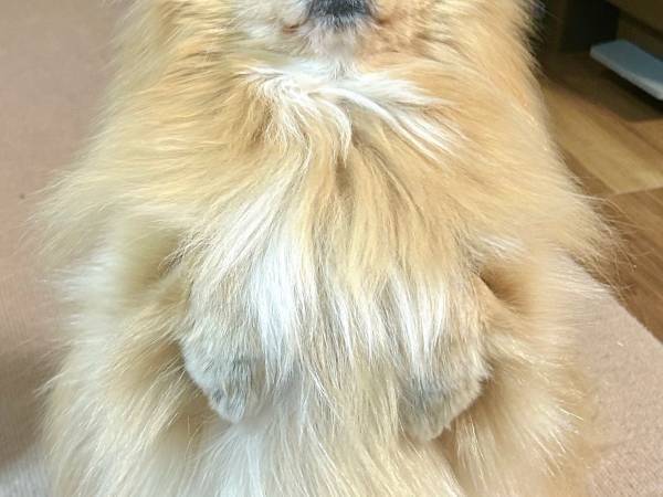 「絶対散歩に行きたい犬だ、面構えが違う」　大雪の翌日見せた姿に「めちゃ笑った」