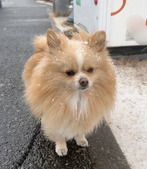 「絶対散歩に行きたい犬だ、面構えが違う」　大雪の翌日見せた姿に「めちゃ笑った」