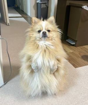 「絶対散歩に行きたい犬だ、面構えが違う」　大雪の翌日見せた姿に「めちゃ笑った」