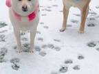 雪を見た柴犬　４匹の反応に「個性がある」「たまらん！」