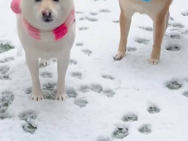 雪を見た柴犬　４匹の反応に「個性がある」「たまらん！」