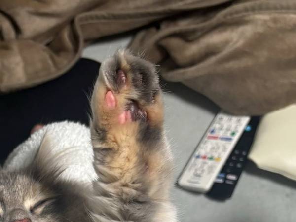 子猫の爪を切ろうとしたら？　まさかの行動に「よすぎ」「羨ましすぎかよ」