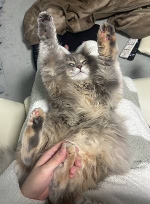 子猫の爪を切ろうとしたら？　まさかの行動に「よすぎ」「羨ましすぎかよ」