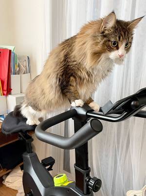 購入したフィットネスバイクに乗る猫が成長？　『ビフォーアフター』がこちら