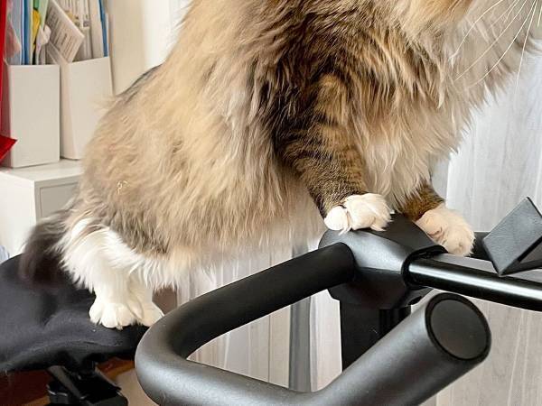 購入したフィットネスバイクに乗る猫が成長？　『ビフォーアフター』がこちら
