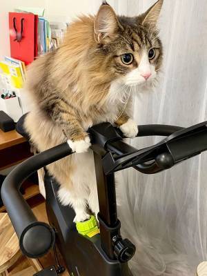 購入したフィットネスバイクに乗る猫が成長？　『ビフォーアフター』がこちら
