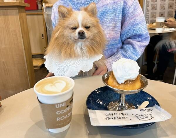 ポメラニアンの写真