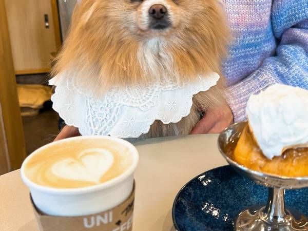 「なんか思ってたんと違う」　ポメと『映える写真』を撮ったら…「思わず吹いた」