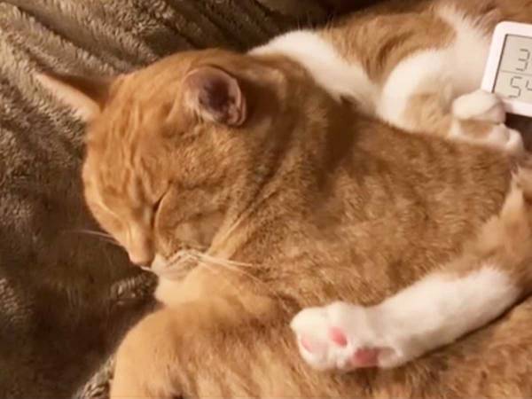 ピッタリくっつく猫２匹　体温計を挟んでみたら…「なんて意義のある調査」