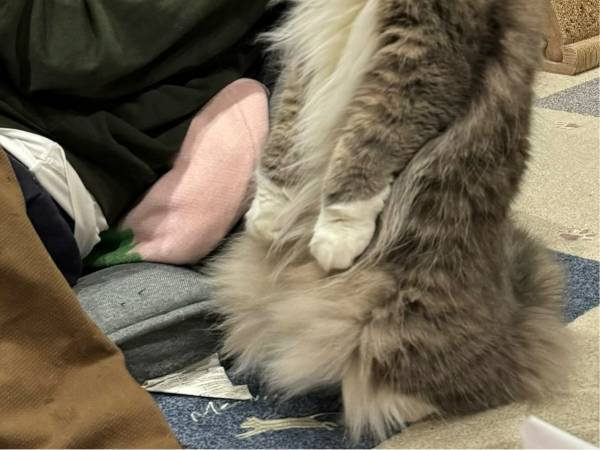 完全に『中の人』がいる…！　衝撃的な猫の姿に「ウソだろ」「二度見した」