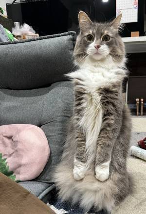 完全に『中の人』がいる…！　衝撃的な猫の姿に「ウソだろ」「二度見した」