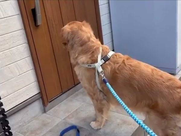 玄関を見つめて鳴くレトリバー　扉の先にいたのはまさかの…