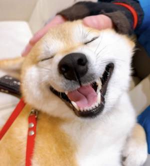 注射が大嫌いな柴犬　動物病院の『診察後の顔』がコチラ