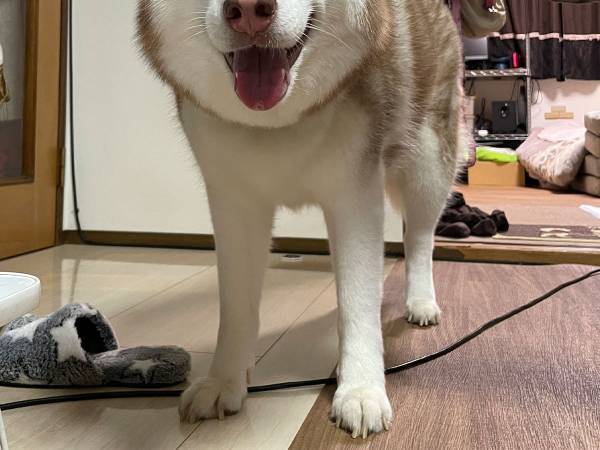 「ご満悦な顔」　甥になでられるハスキーが見せた表情が幸せそう！