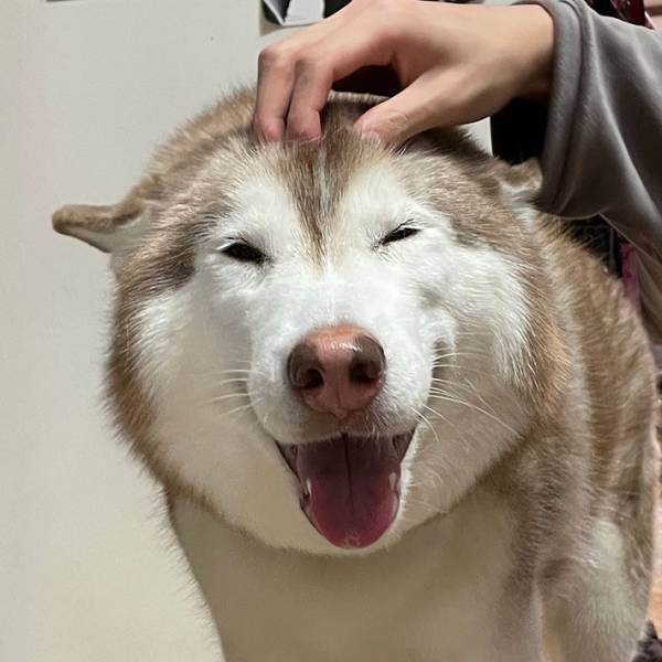 「ご満悦な顔」　甥になでられるハスキーが見せた表情が幸せそう！