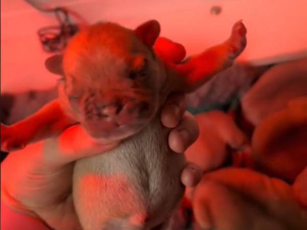 『犬の助産師』が子犬に命を吹き込んだ　奇跡の２分間に感動と称賛の声