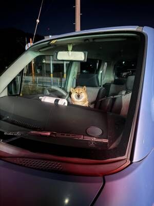 運転席に座る柴犬の写真