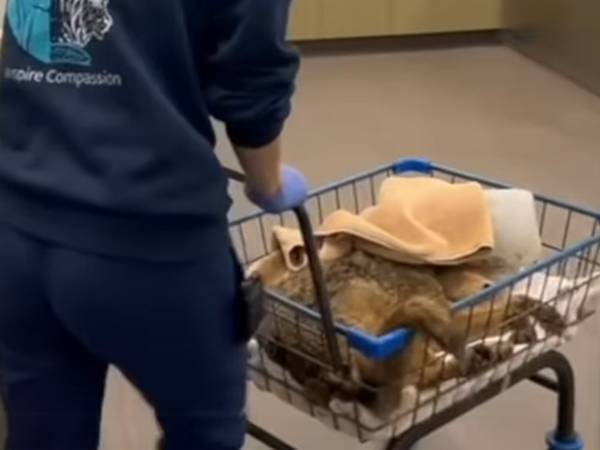 「頭にバケツをかぶった犬がいる」　助けに行くと…『危険な動物』だった！