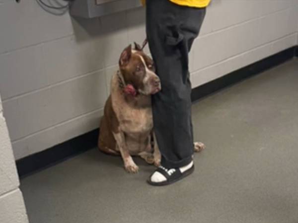 安楽死させられる高齢犬を引き取った女性　その１年後…？「号泣した」