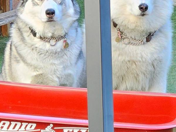 「こいつら絶対なんかやったな」　ハスキーたちの姿を見ると…「吹いた」「露骨か！」