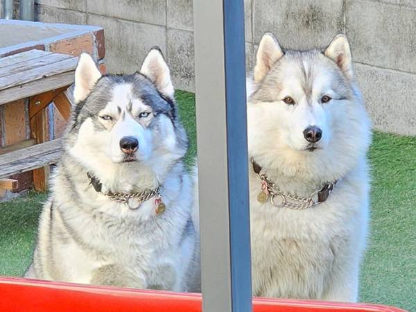 「こいつら絶対なんかやったな」　ハスキーたちの姿を見ると…「吹いた」「露骨か！」