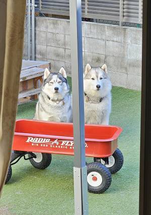 「こいつら絶対なんかやったな」　ハスキーたちの姿を見ると…「吹いた」「露骨か！」
