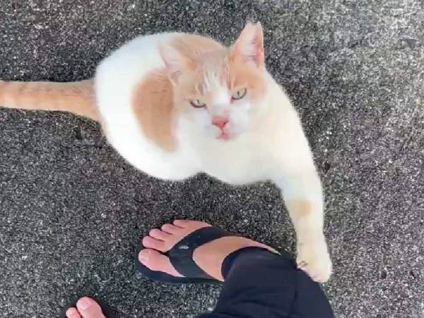 耳が不自由な隣人が飼っている猫　無視された時の反応に「泣くしかない」