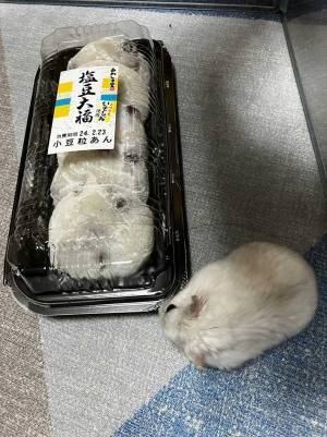 豆大福が５つと思いきや？　そっくりさんに「一瞬脳がバグった」「好き」