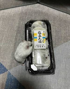 豆大福が５つと思いきや？　そっくりさんに「一瞬脳がバグった」「好き」