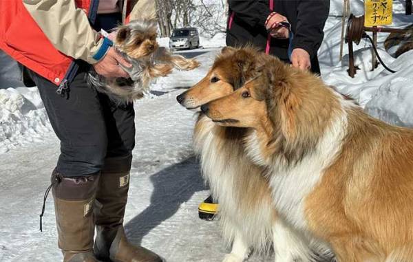 長野の高原に佇むホテル　接客上手な『スタッフ』に「なんて有能」「守ってる」