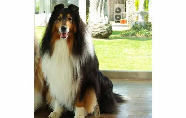 長野の高原に佇むホテル　接客上手な『スタッフ』に「なんて有能」「守ってる」