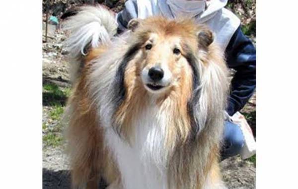 長野の高原に佇むホテル　接客上手な『スタッフ』に「なんて有能」「守ってる」