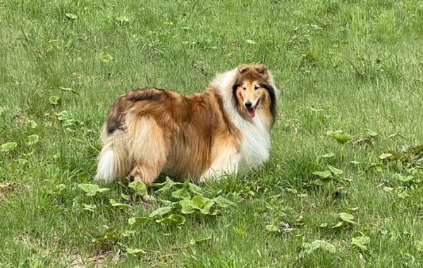 長野の高原に佇むホテル　接客上手な『スタッフ』に「なんて有能」「守ってる」