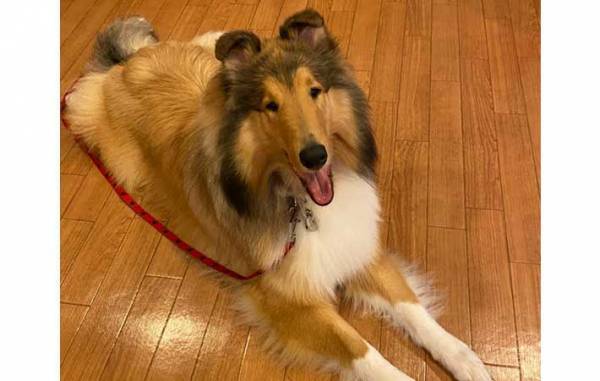 長野の高原に佇むホテル　接客上手な『スタッフ』に「なんて有能」「守ってる」