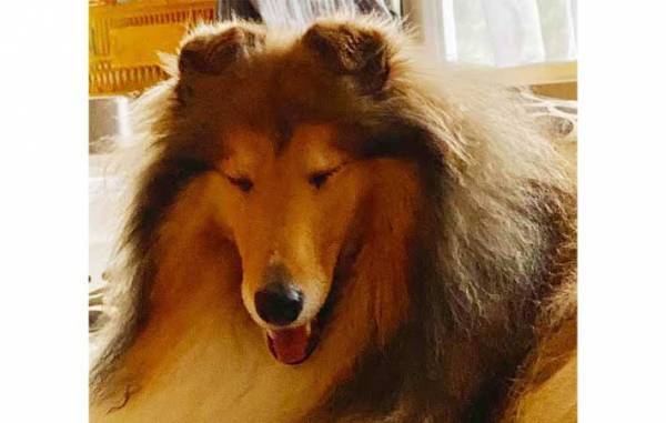 長野の高原に佇むホテル　接客上手な『スタッフ』に「なんて有能」「守ってる」