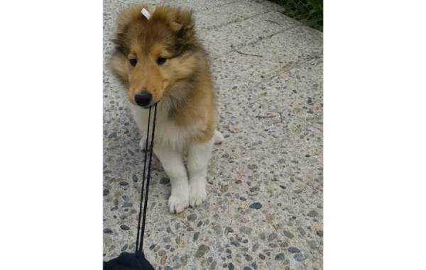 長野の高原に佇むホテル　接客上手な『スタッフ』に「なんて有能」「守ってる」