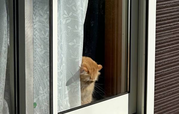 外出すると窓越しにいた愛猫が…？　「哀愁が強すぎ」