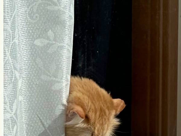 外出すると窓越しにいた愛猫が…？　「哀愁が強すぎ」