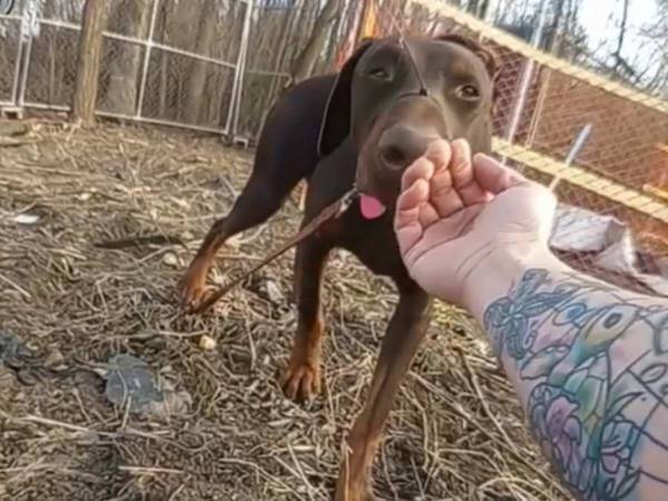 「これは泣ける！」　虐待された犬を保護した警官　続く展開が最高だった