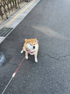 散歩する柴犬を見て、笑いだす園児　理由に「これは大人でも笑う」