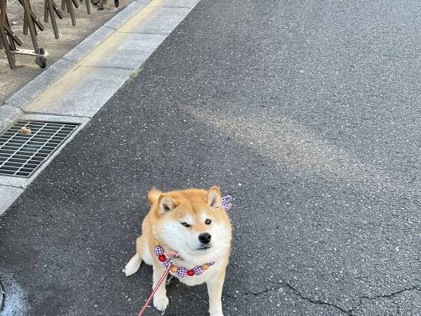 散歩する柴犬を見て、笑いだす園児　理由に「これは大人でも笑う」