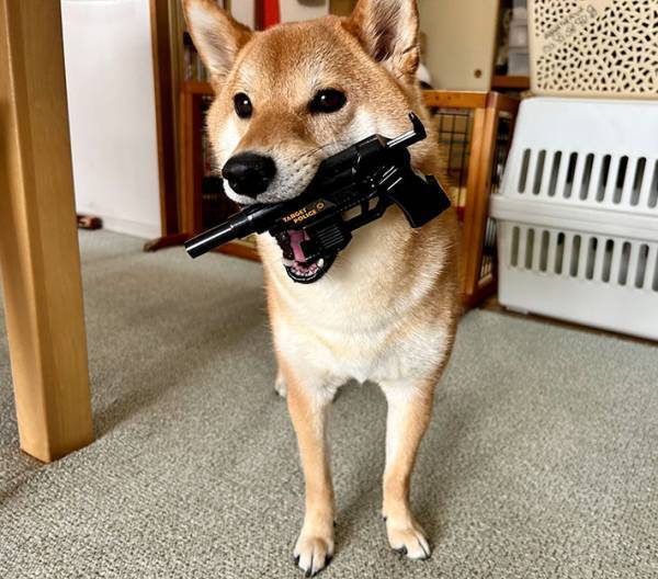 散歩に置いていかれた柴犬の『その後』？　写真に「きゃあ！」「落ち着いて」