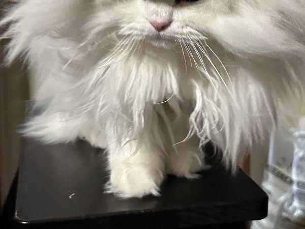 「下手ってレベルじゃない」「どうして」　猫の姿に吹き出す人続出！