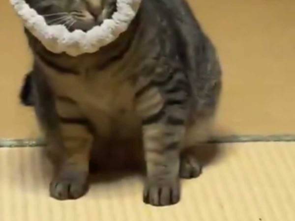 「すみません、外してもらえませんか？」の表情がこちら！猫がヘアバンドで遊んだ結果…